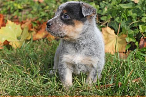 This dog breed is extremely energetic and. . Mini queensland heeler puppies for sale